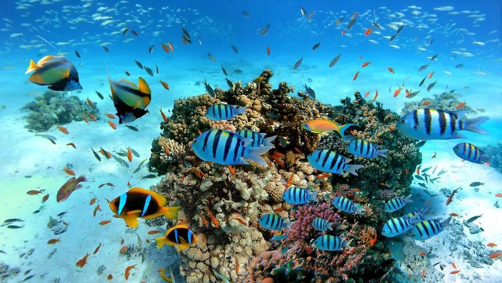 Hurghada Sea Trips-1