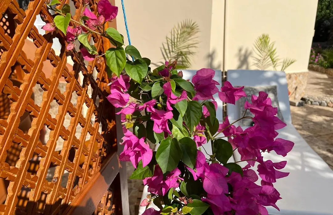 Green Garden Compound Hurgharda Poolside Luxury Ground Level Apartment 127-1